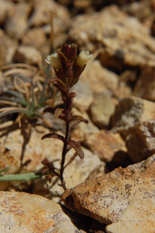 Odontites corsicus / Perlina sardo-corsa